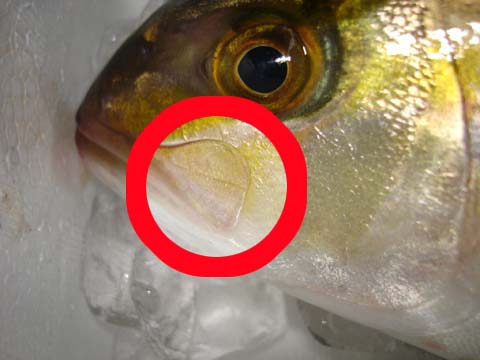 の カンパチ 由来 名前 の 出世魚と言われる「カンパチ」ってどんな魚なの？由来から美味しい料理まで徹底解説