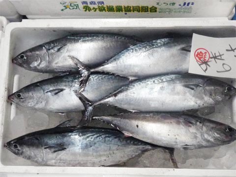 青森魚類 株式会社