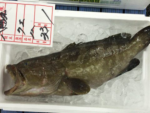 青森魚類 株式会社