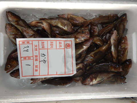 青森魚類 株式会社