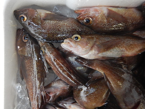 青森魚類 株式会社