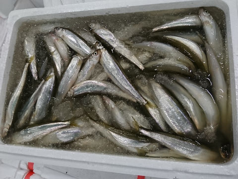 青森魚類 株式会社