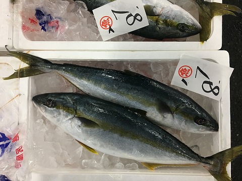 青森魚類 株式会社